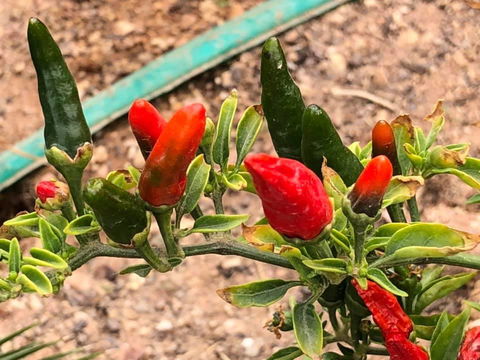 Aussie Opal Diggers Outback Retreat-Undergound - Airlie Beach Holiday 25