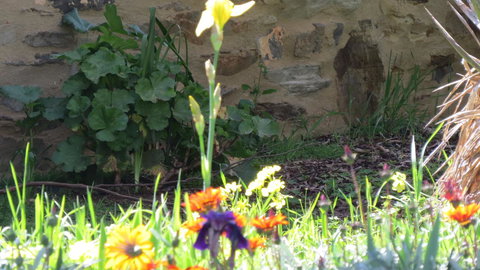 The Pig And Whistle - Airlie Beach Holiday 17