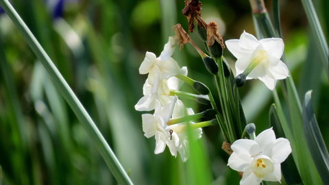 The Pig And Whistle - Airlie Beach Holiday 21