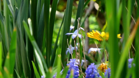 The Pig And Whistle - Airlie Beach Holiday 22