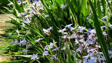 The Pig And Whistle - Airlie Beach Holiday 24