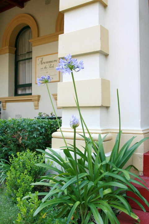 Avonmore On The Park Boutique Hotel - Airlie Beach Holiday 15