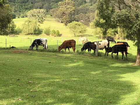 Arcadia - The Barn Cottage & Rosehill Cottage - Airlie Beach Holiday 26