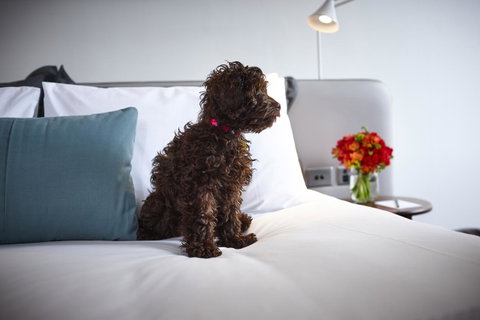 Hotel Indigo Sydney Potts Point, An IHG Hotel - Airlie Beach Holiday 28