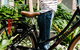 Veriu Camperdown - thumb 8