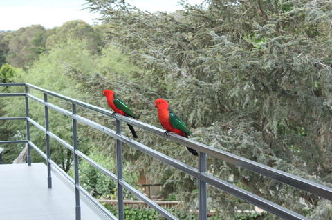 Bundanoon Lodge - Airlie Beach Holiday 7