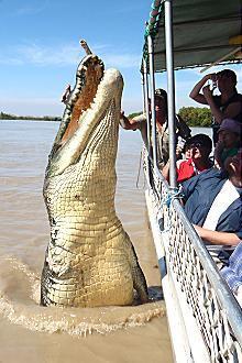 Kakadu @ The Kube (Darwin City) - Airlie Beach Holiday 3
