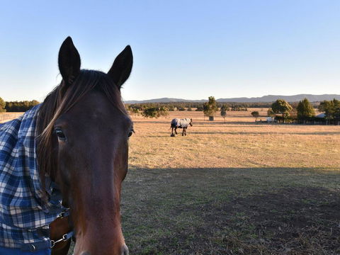 Clydesdale Cottage On Talga With Real Clydesdale Horses - Airlie Beach Holiday 0