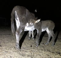 Donkey Tales Farm Cottages - Airlie Beach Holiday