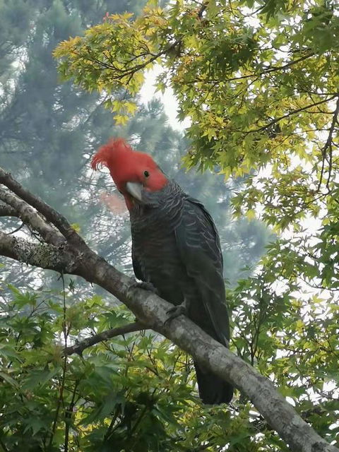 Milepost Annex In Wentworth Falls - Airlie Beach Holiday 3