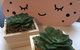 Dampier House Mullaloo-Perth - thumb 14
