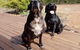 Jarrah Grove Forest Retreat - thumb 22