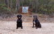 Jarrah Grove Forest Retreat - thumb 21