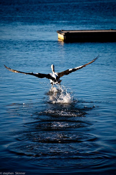 The Waterfront Wynyard - Airlie Beach Holiday 17