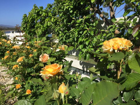 Garden By The Beach - Gateway To The East Coast, Close To Airport - Airlie Beach Holiday 25