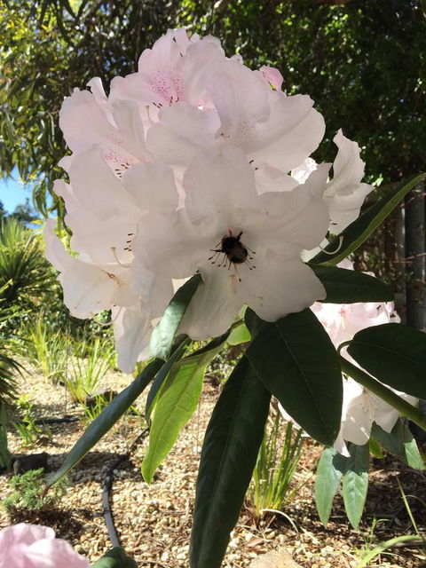 Garden By The Beach - Gateway To The East Coast, Close To Airport - Airlie Beach Holiday 14