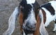 Glengarry Farm Stay BnB - thumb 14