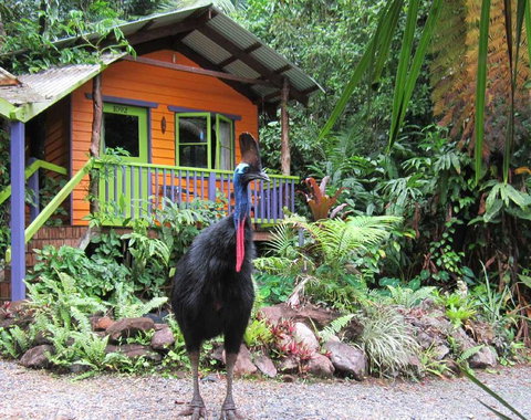 Rainforest Hideaway - Airlie Beach Holiday 0