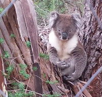 Stringybark Hills Retreat - Airlie Beach Holiday
