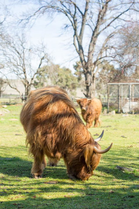 Ratho Farm - Airlie Beach Holiday 4