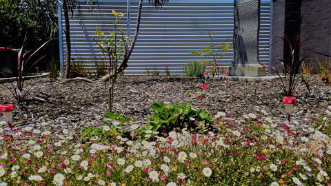 The Olive Tree Motel - Airlie Beach Holiday 16