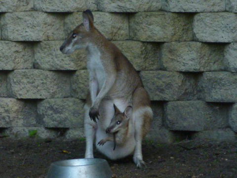 Bluewater Bed & Breakfast Cairns - Airlie Beach Holiday 17