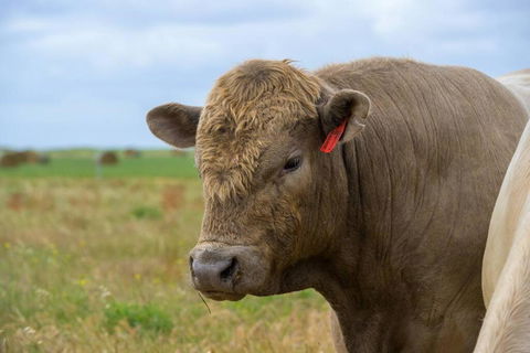 Adelaide Hills Country Paradise - Airlie Beach Holiday 1