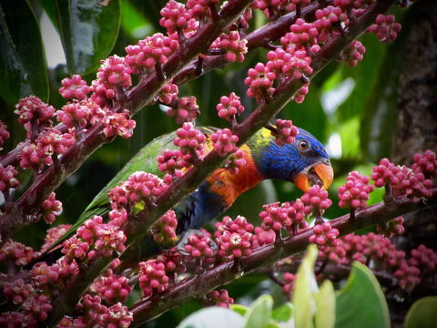 Daintree Manor B&B - Airlie Beach Holiday 4