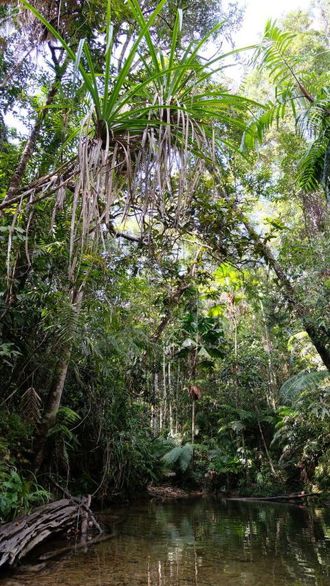 Daintree Manor B&B - Airlie Beach Holiday 7