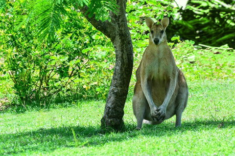 2 Bedroom Poinciana Lodge - Airlie Beach Holiday 1