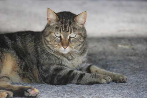 Avoca Park - Airlie Beach Holiday 3