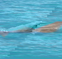 Snubfin Dolphin Eco Cruise from Broome - Airlie Beach Holiday