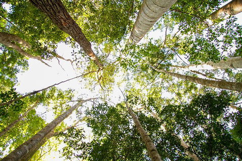 Fraser Island 4WD Tour From Noosa - Airlie Beach Holiday 0