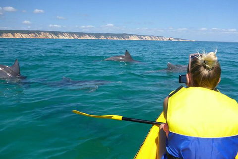 Kayak With Dolphins And 4WD Great Beach Drive Day Trip From Noosa - Airlie Beach Holiday 1