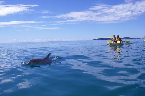 Kayak With Dolphins And 4WD Great Beach Drive Day Trip From Noosa - Airlie Beach Holiday 2
