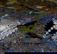 Glow Worms Private Tour - Nocturnal Rainforest Walk - Airlie Beach Holiday