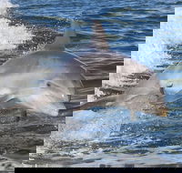 Noosa Oceanrider Scenic Dolphin Safari - Airlie Beach Holiday