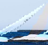 2-Hour Guided Whale Watching Tour at Noosa - Airlie Beach Holiday