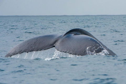 2-Hour Guided Whale Watching Tour At Noosa - Airlie Beach Holiday 1