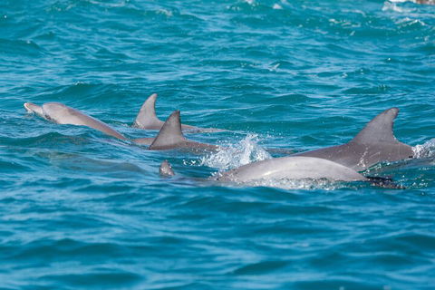 2-Hour Guided Whale Watching Tour At Noosa - Airlie Beach Holiday 2