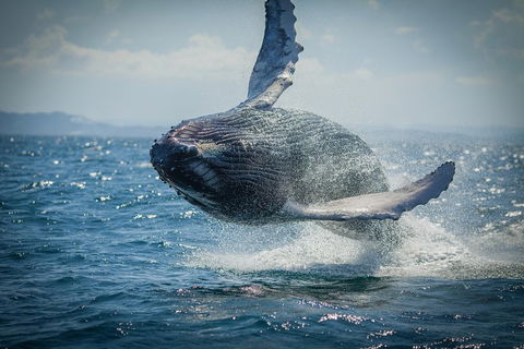 2-Hour Guided Whale Watching Tour At Noosa - Airlie Beach Holiday 3