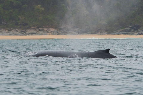 2-Hour Guided Whale Watching Tour At Noosa - Airlie Beach Holiday 5