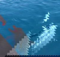 Noosa Thriller - 500hp Ocean Adventure Ride - Airlie Beach Holiday