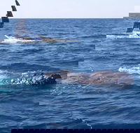 Noosa Whale Watching - Airlie Beach Holiday