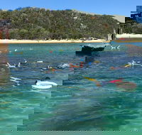 All Inclusive Dolphin and Tangalooma Wrecks Cruise - Airlie Beach Holiday