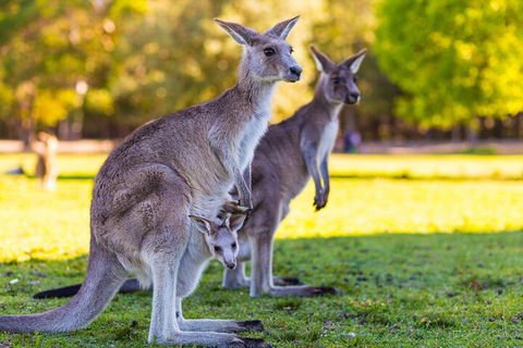 LGBT+ Friendly Full Day Phillip Island Private Tour - Airlie Beach Holiday 4