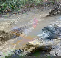 Top End Waterfalls and Wetlands - Airlie Beach Holiday