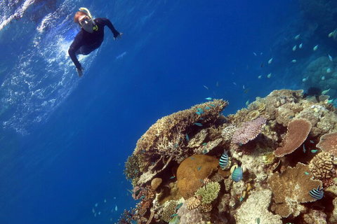 Silverswift Outer Great Barrier Reef Dive And Snorkel Cruise From Cairns - Airlie Beach Holiday 3