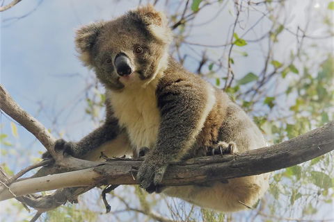 Kangaroo Island Scenic Trail Tour - Airlie Beach Holiday 2
