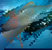 Great Barrier Reef Snorkeling and Diving Cruise from Cairns - Airlie Beach Holiday